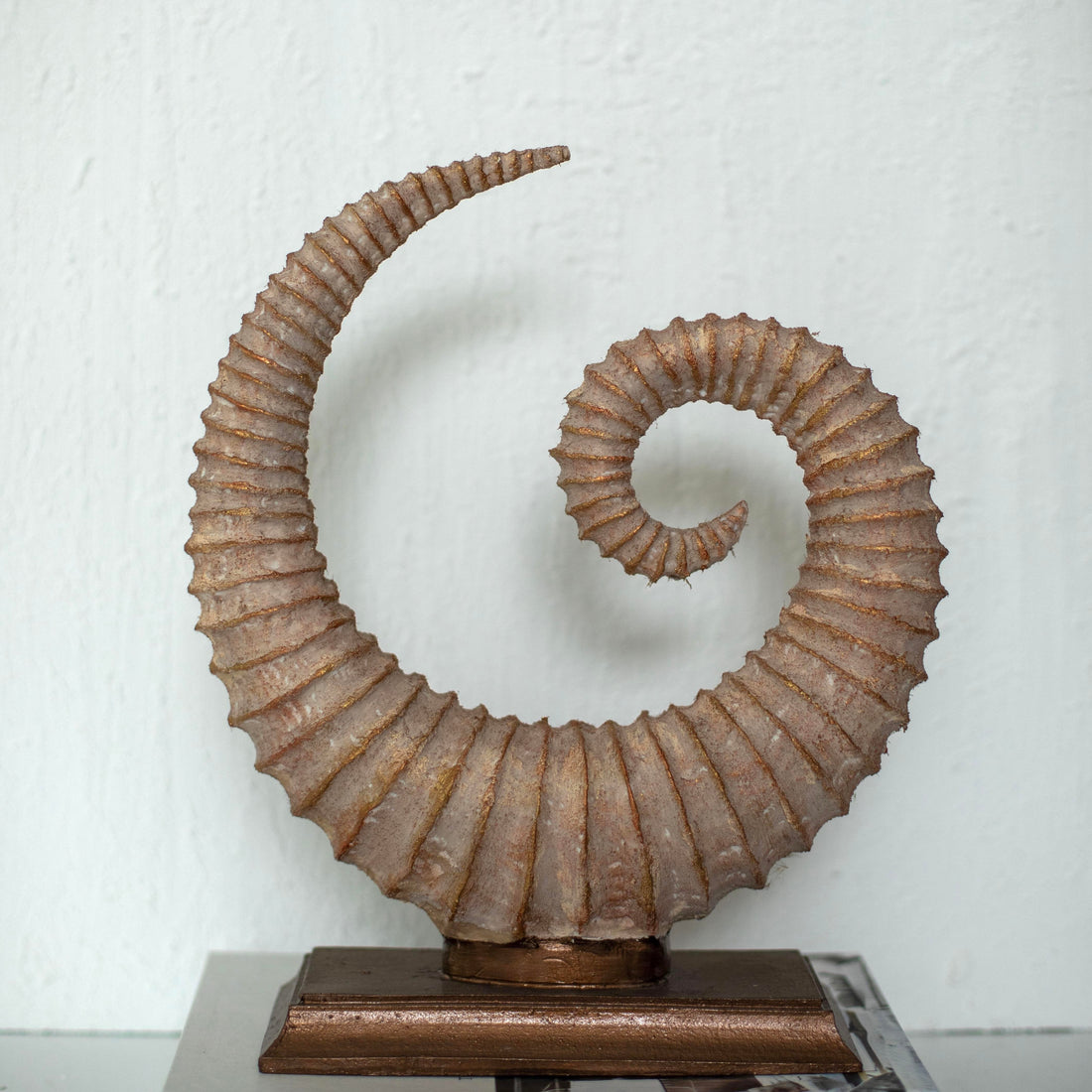 Fosilis Terra Spiral Fossil Sculpture